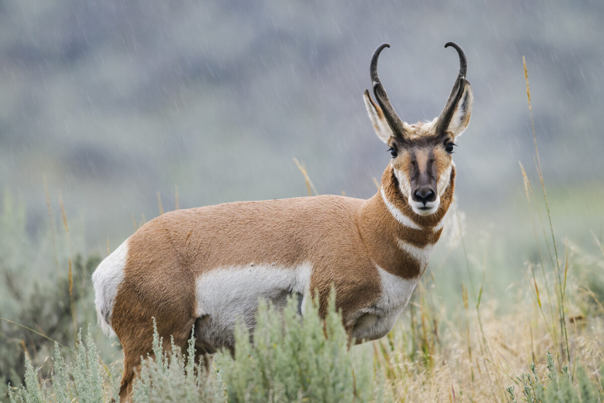 pronghorn in the
