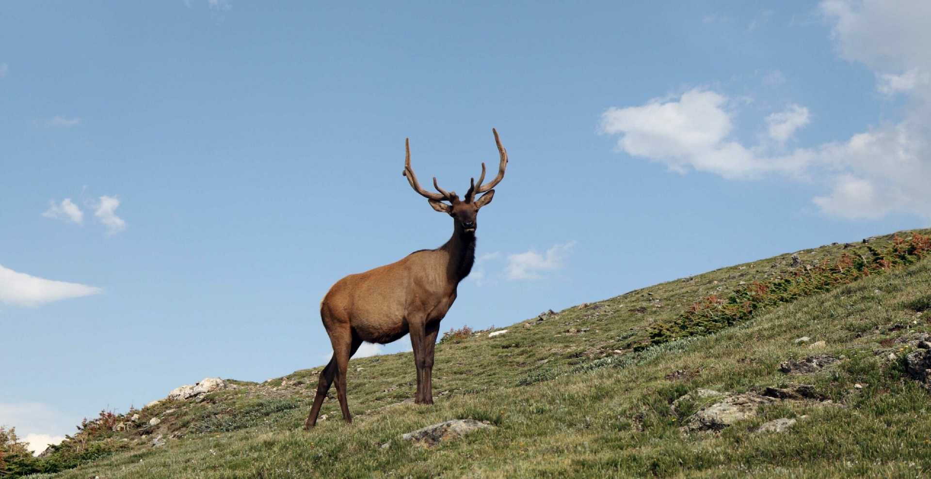 rocky mountain elk